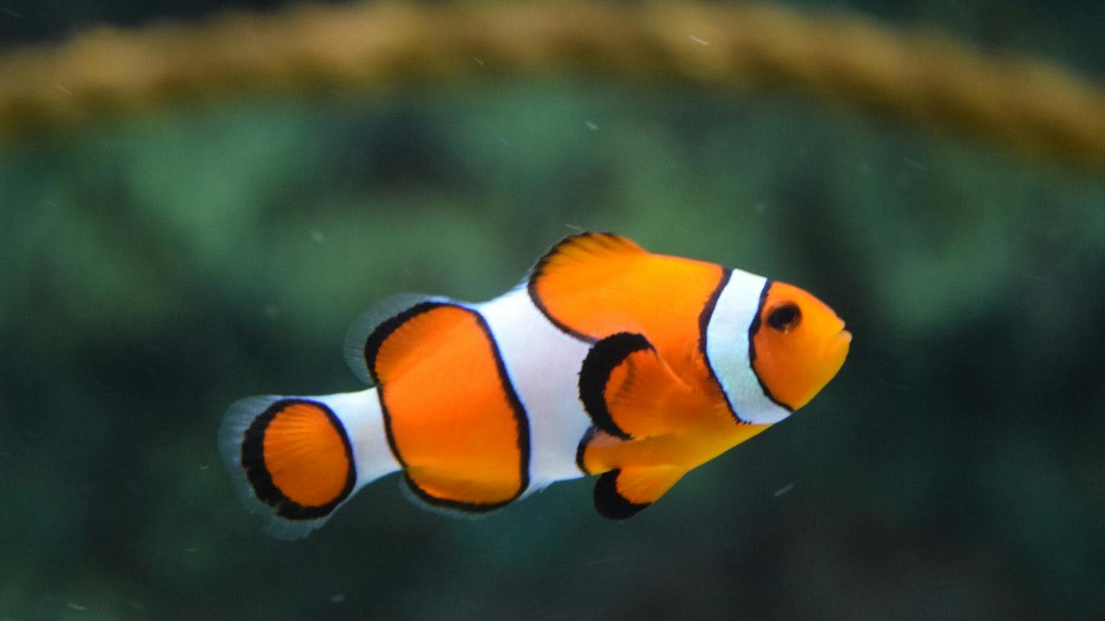 Close Up Photo of Clownfish