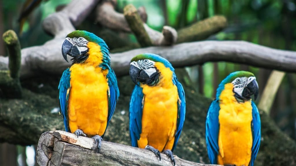 three blue-and-yellow parrots on tree branch