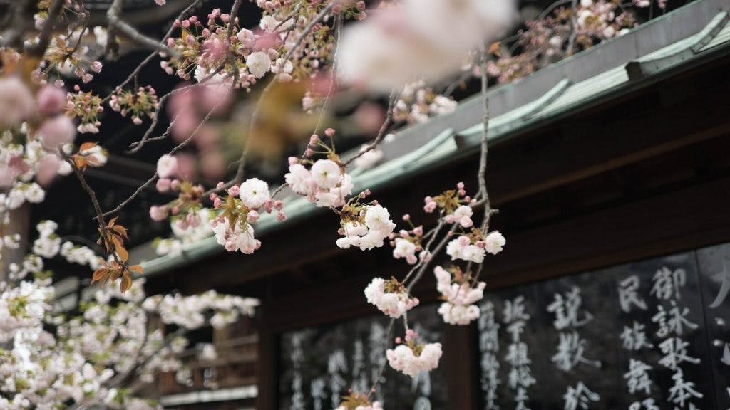 White cherry blossom hanging from a tree over an Asian-style roof