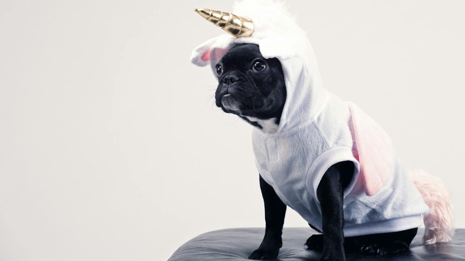 Boston Terrier Wearing Unicorn Pet Costume