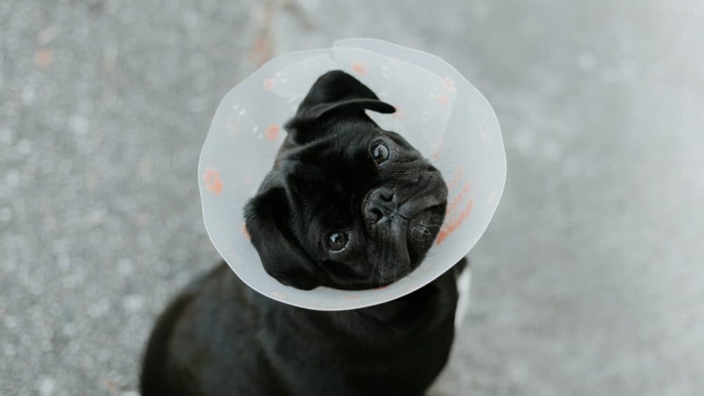 a small black dog wearing a plastic cone on its head