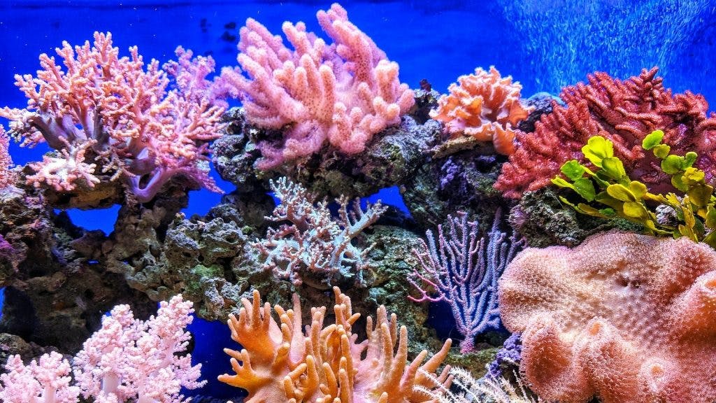 live corals
