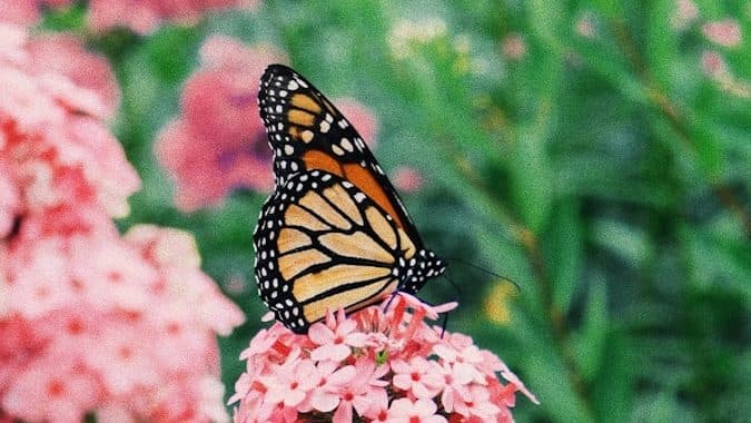 monarch butterfly perched on pink flower in close up photography during daytime