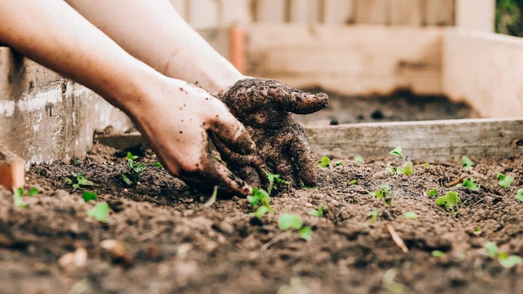 person holding brown and black frog