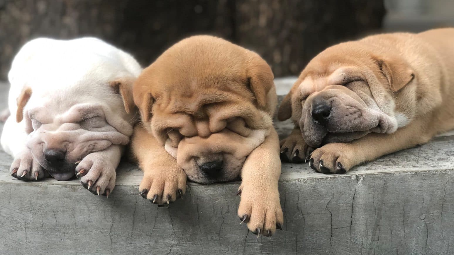 brown short coated dog lying on gray concrete floor