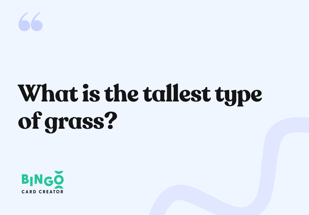 tallest type of grass