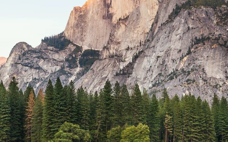 two brown deer beside trees and mountain