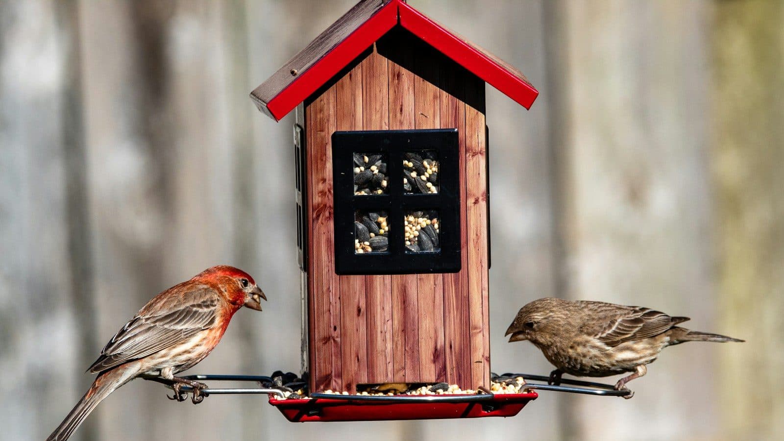 brown bird on red wooden bird house