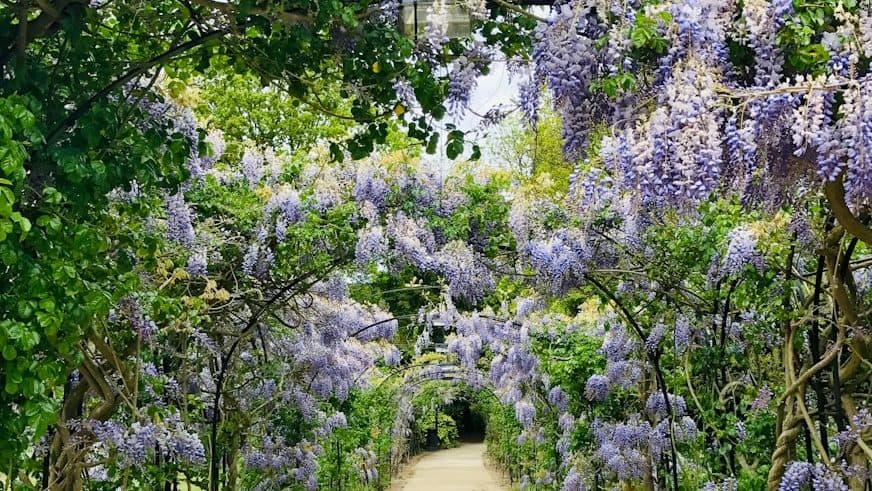 purple flower bloom during daytime