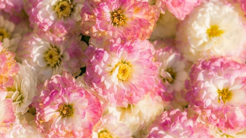 white-and-pink petaled flower lot