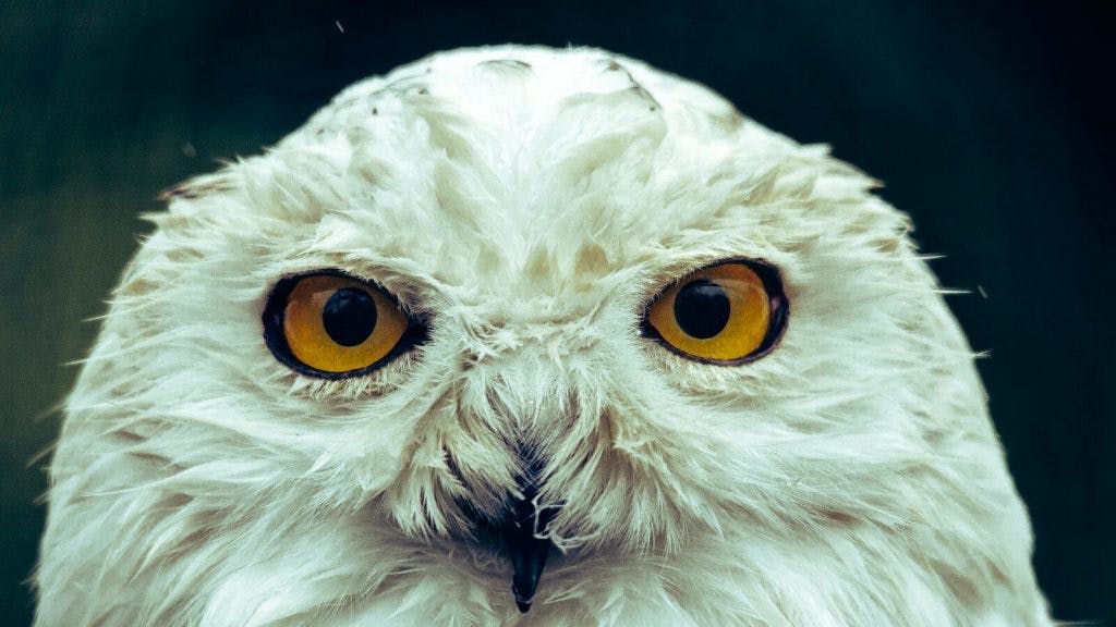white owl in close up