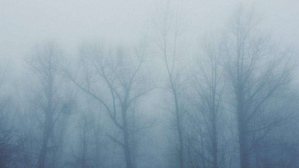 bare trees covered with fog