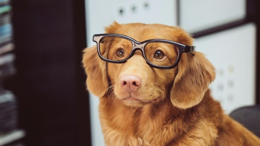dog sitting in front of book