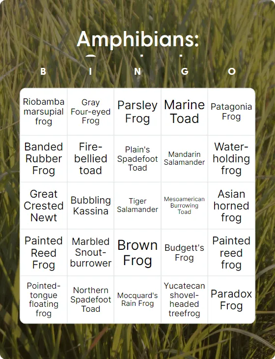 Amphibians: Grasslands bingo card