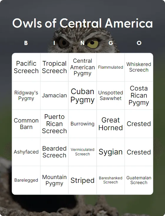 Owls of Central America bingo card