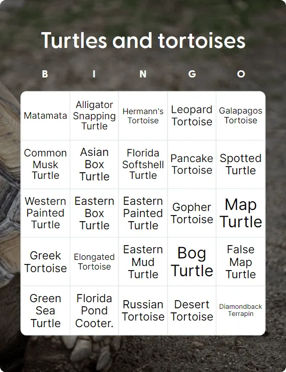 Turtles and tortoises bingo card
